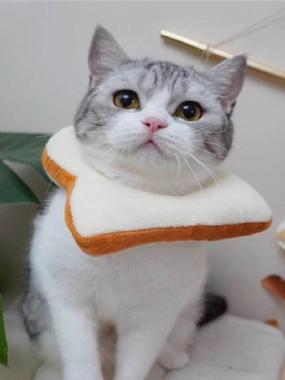 Nastaviteľný Obojok Elizabeth Golar Cat Toast Bread Pet Anti-smashing Ring Pre Mačky Anti-grab Bite