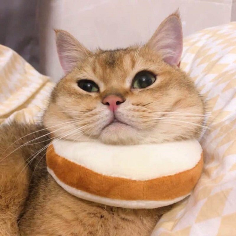 Nastaviteľný Obojok Elizabeth Golar Cat Toast Bread Pet Anti-smashing Ring Pre Mačky Anti-grab Bite