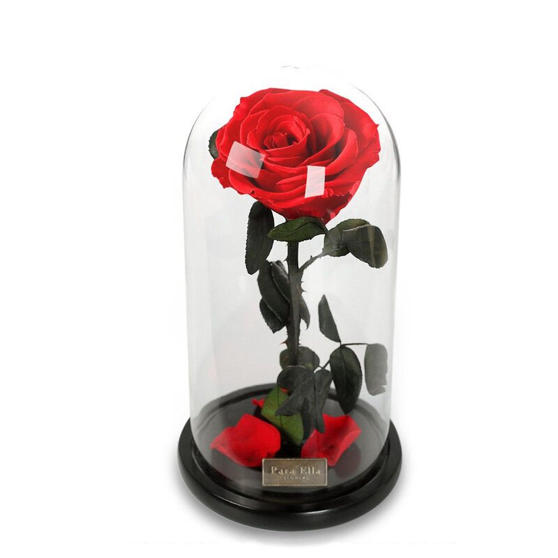 Para Ella Konzervovaný Čerstvý Kvet Ruže S Opadanými Lupeňmi V Sklenenej Kupole Na Drevenom Podstavci