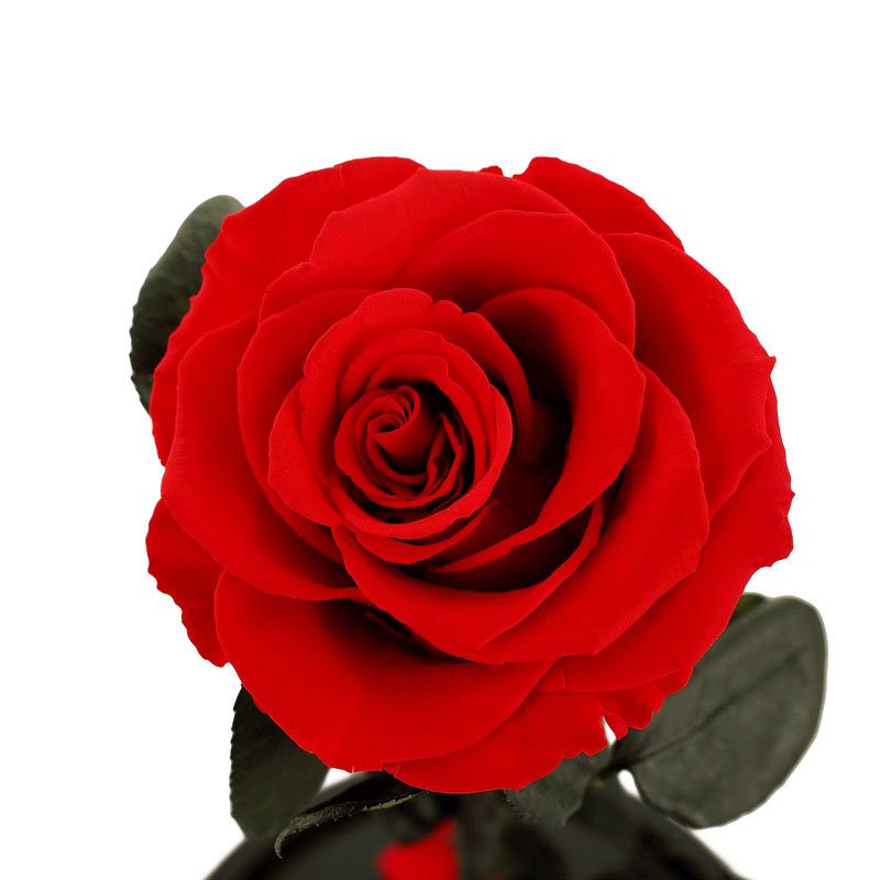 Para Ella Konzervovaný Čerstvý Kvet Ruže S Opadanými Lupeňmi V Sklenenej Kupole Na Drevenom Podstavci